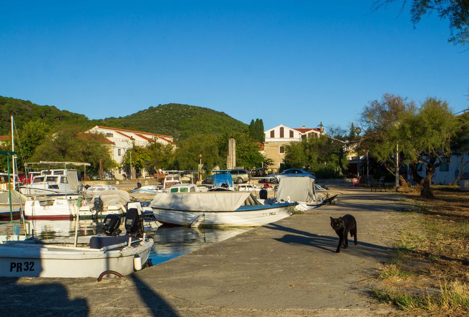 Cats of Croatia