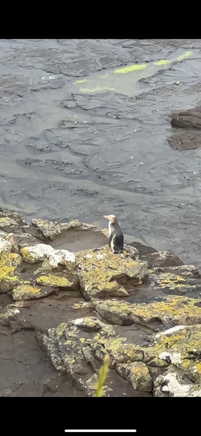Yellow-eyed penguin in the Catlins