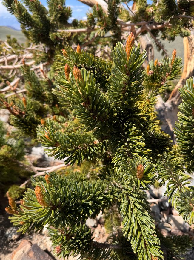 Foresta di Pino Bristlecone Antico – gli alberi più antichi del mondo