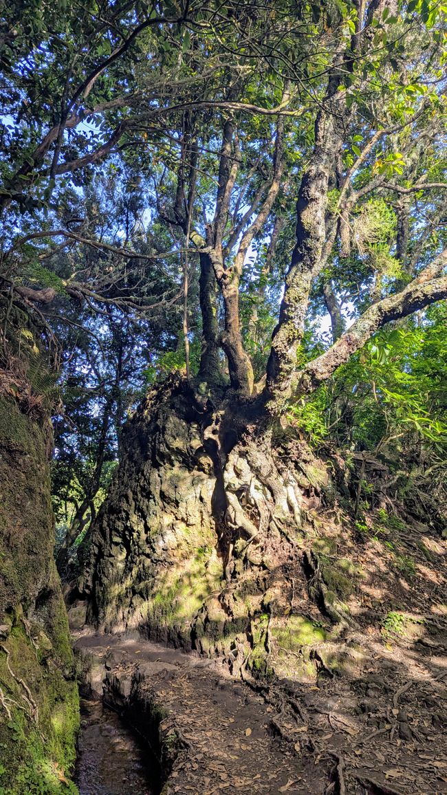 Tag 14: Levada do Caldeirão Verde & Nordküste