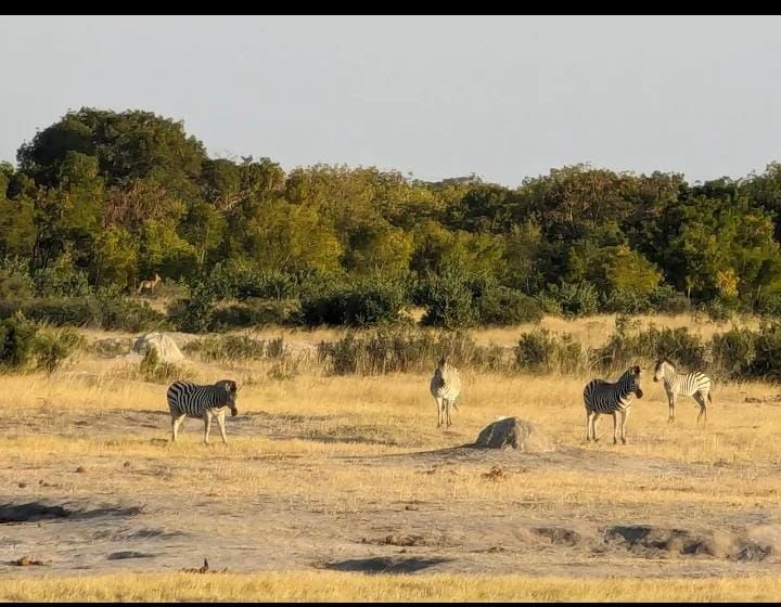 CHIRORODZIVA TOURS

 "Explore Zimbabwe 🇿🇼  The right way"