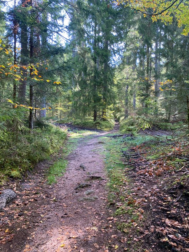 Vom Ort aus in den Wald