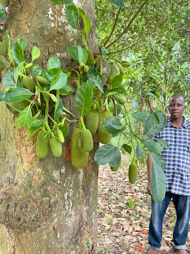 at the spice farm