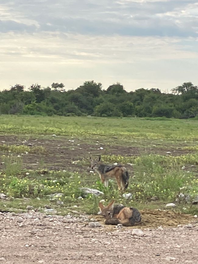 El Parque Nacional Etosha