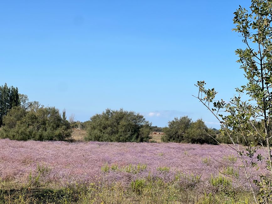 05 to Frontignan