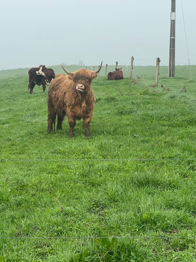 Fleisch, Malerei, und endlich bisschen Sonne