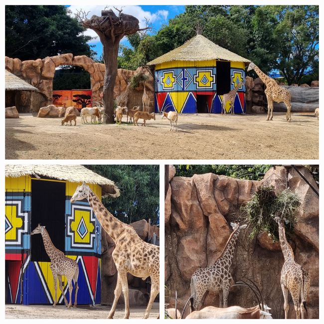 Tag drei: Zoo Aurora und Stadtteil Cayala