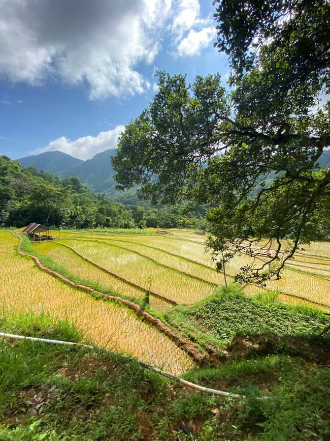 Reisfelder bei den 5 heiligen Quellen