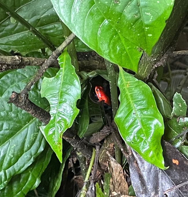 Arakari Ecolodge - Tief im Regenwald von Costa Rica