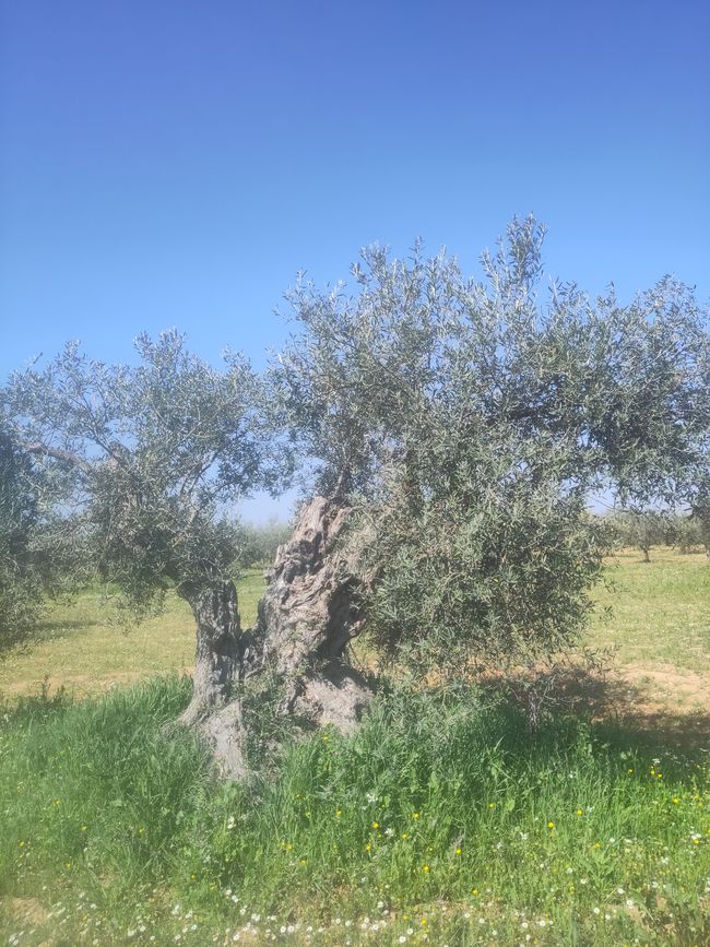 altehrwürdiger Olivenbaum