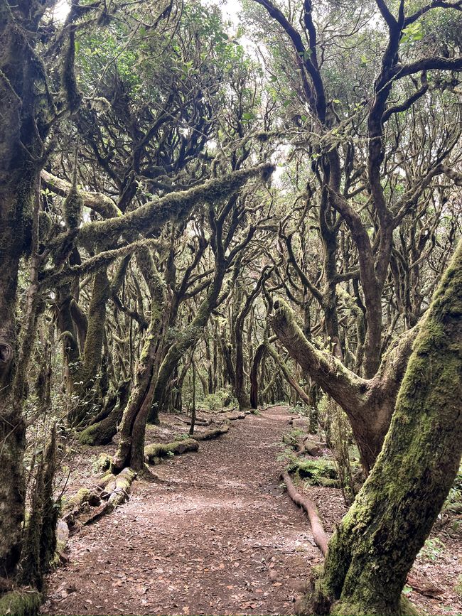 Parque Nacional de Garajonay II