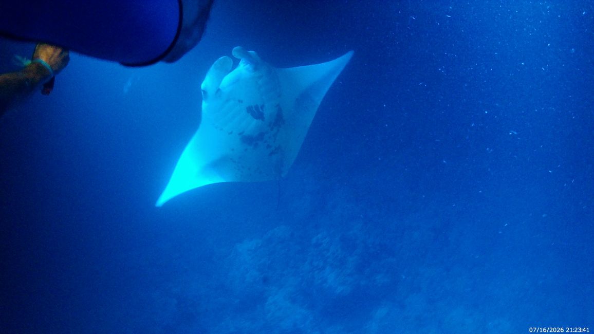 19. Plongée avec des raies manta sur l'île de Big Island