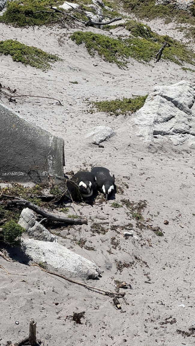 Bettys Bay Pinguine