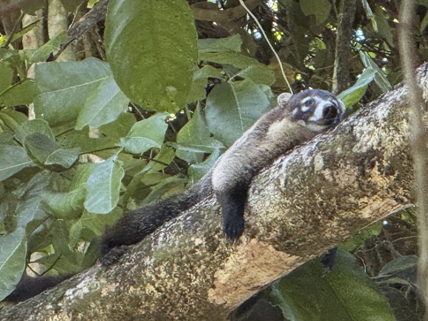 Coati de hocico blanco / el segundo
