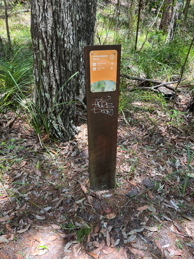 Noosa Nationalpark: Tangelwood Walk  