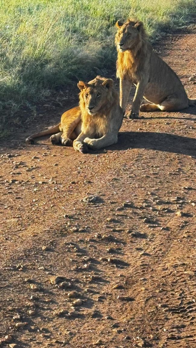 Luftballong över Masai Mara
