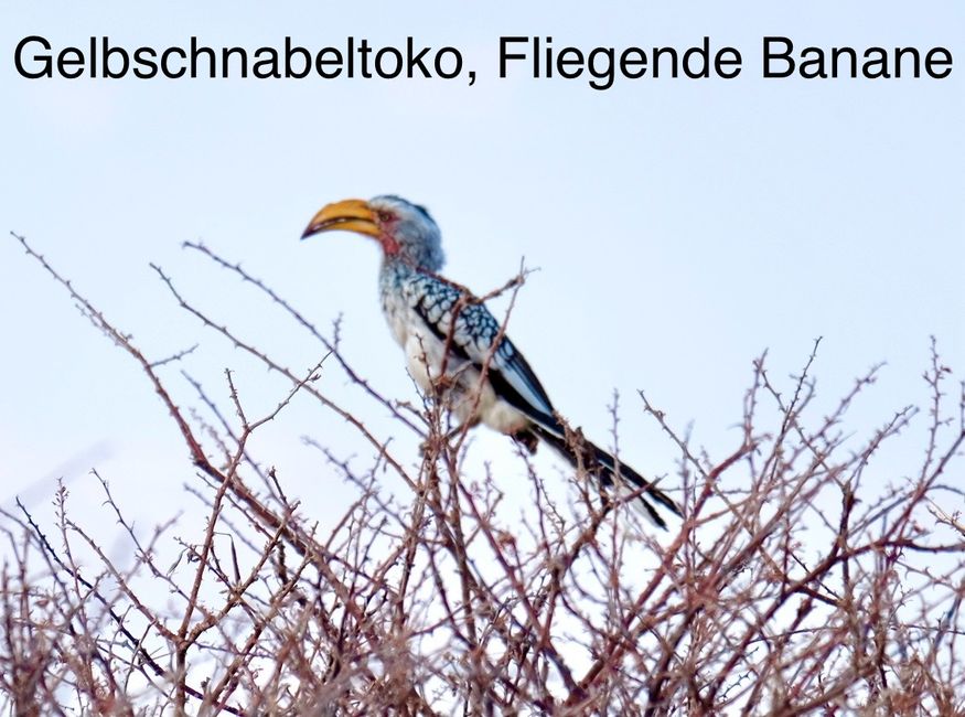 Etosha - wir sind da!