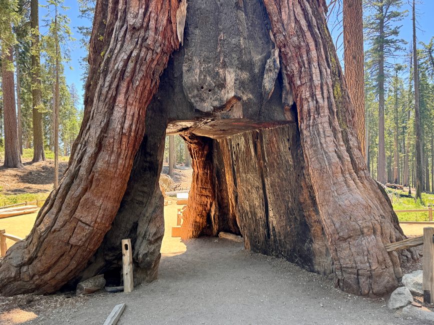 Glacier Point y secuoyas gigantes – los árboles más grandes del mundo