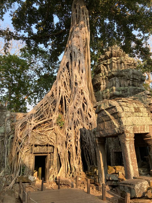 Kambodscha - Siem Reap - Ta Prohm Tempel