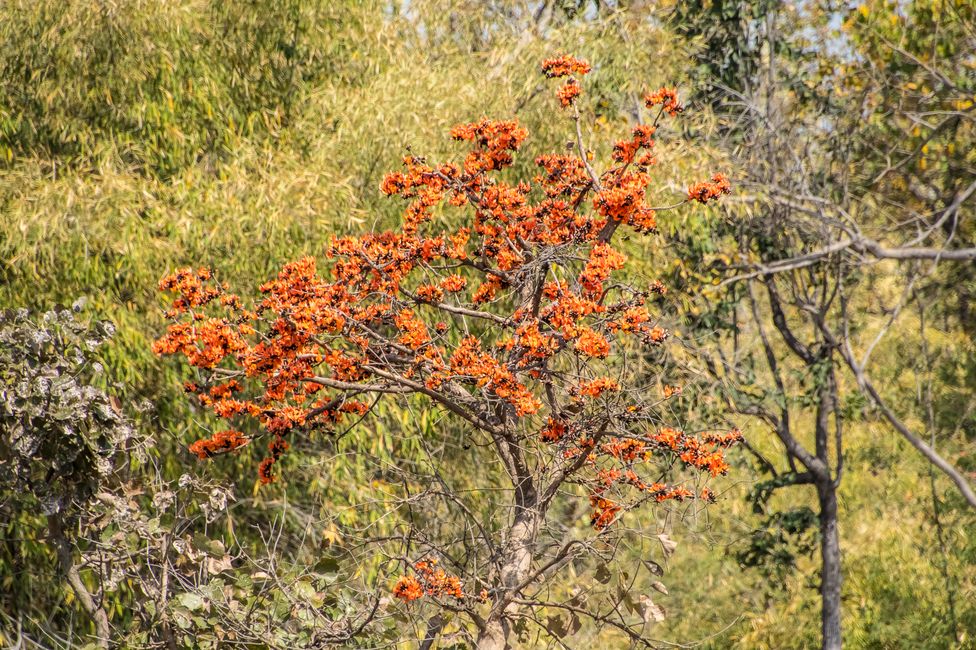  Malabar-Lackbaum / Forest flame tree