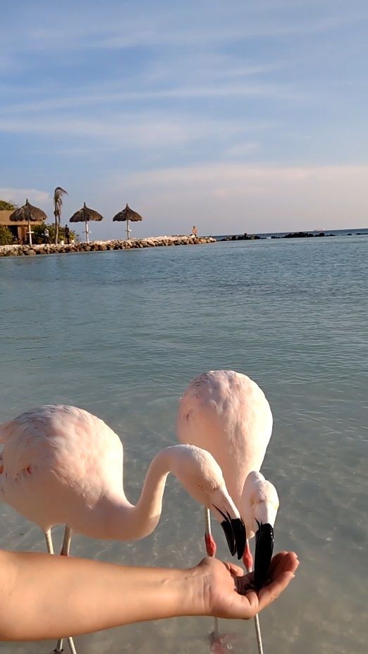 Flamingos füttern