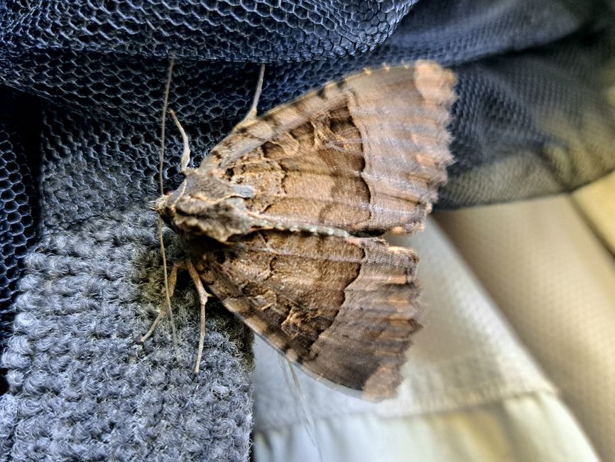 Schwarzes Ordensband