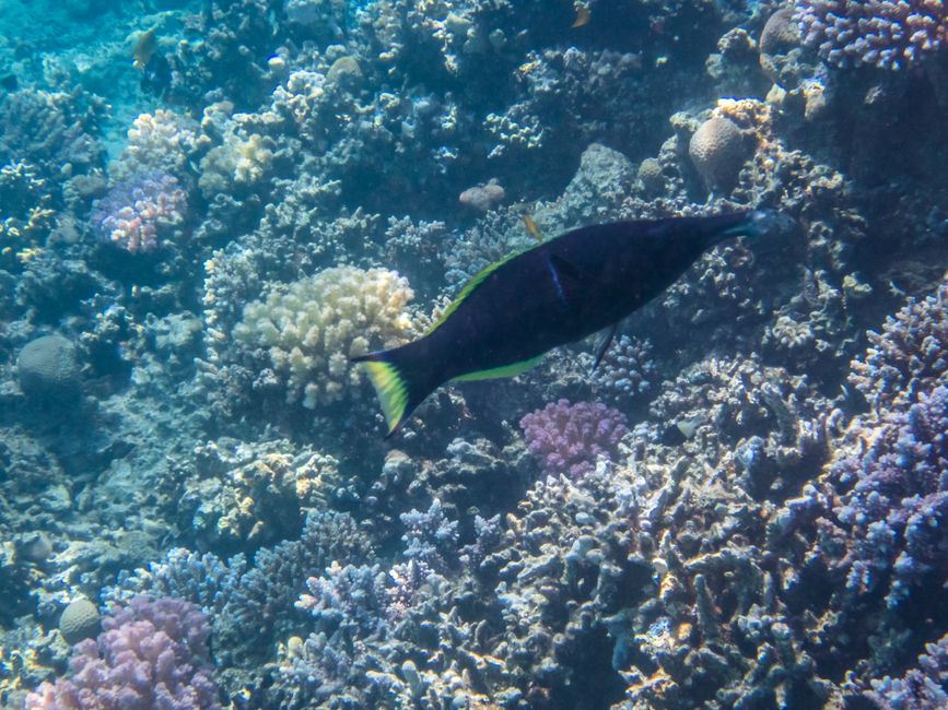 Poisson-clown de la mer Rouge
