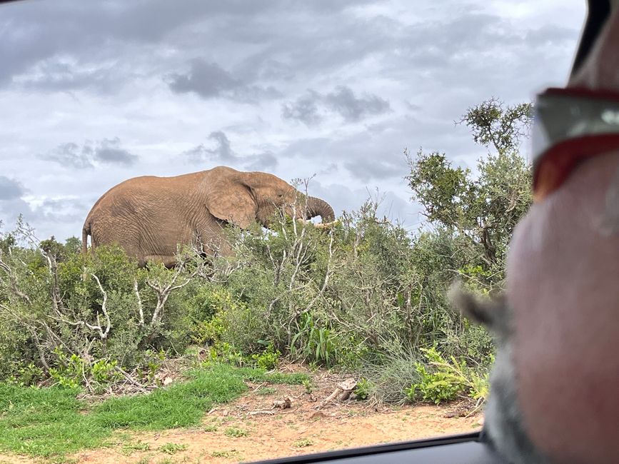 Addo Elephant Park