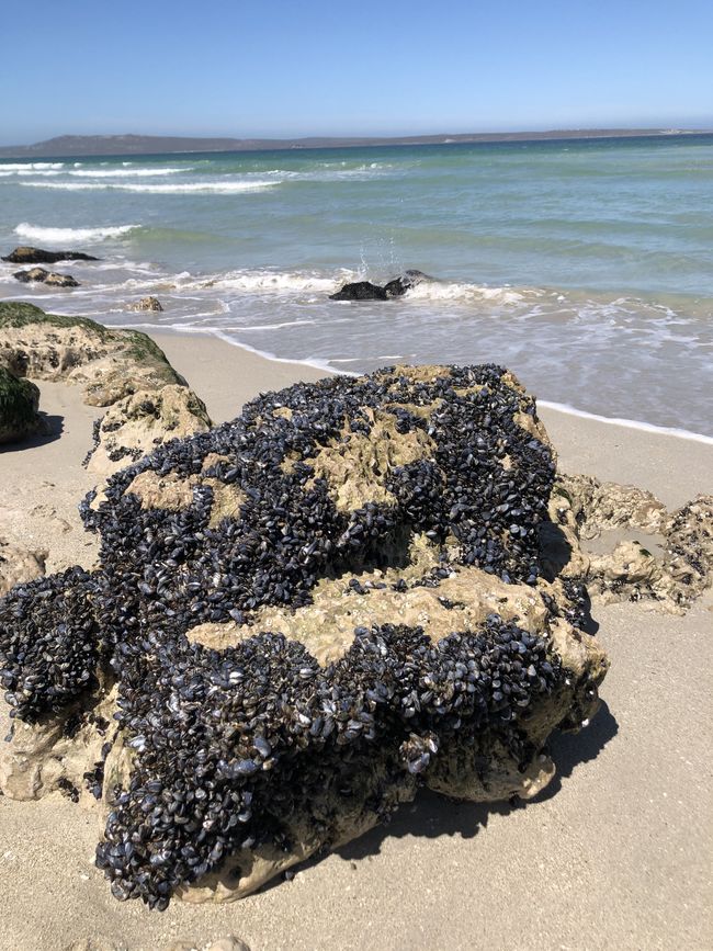 Paradise Beach - Miesmuscheln an den Felsen