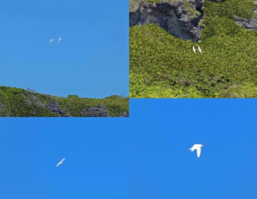 Henderson, Îles Pitcairn