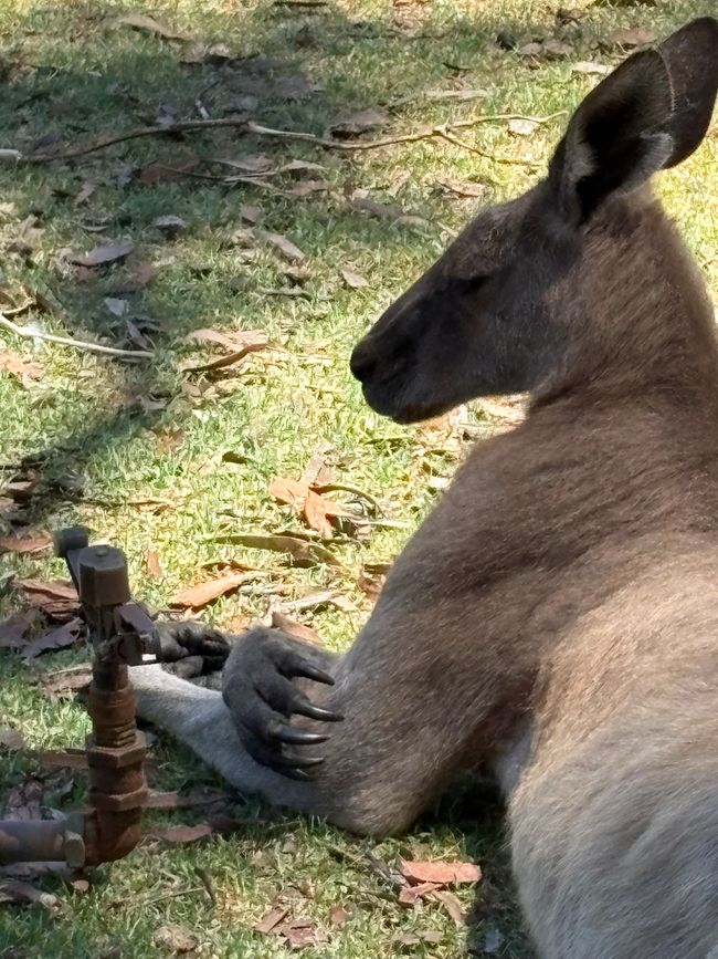 Wiedersehen in Adelaide, 11. und 12.01.25