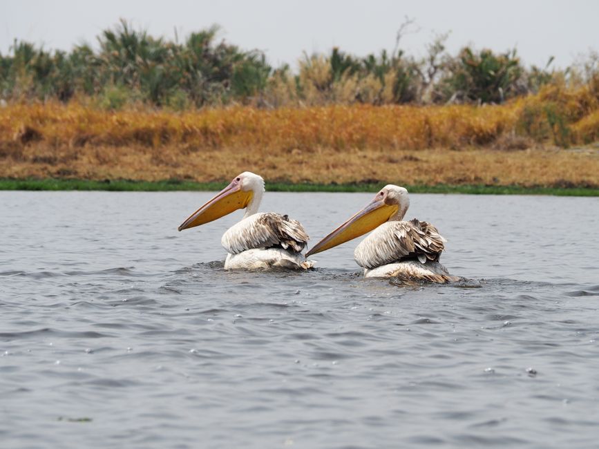 Das letzte angestrebte Highlight: Das Okavangodelta