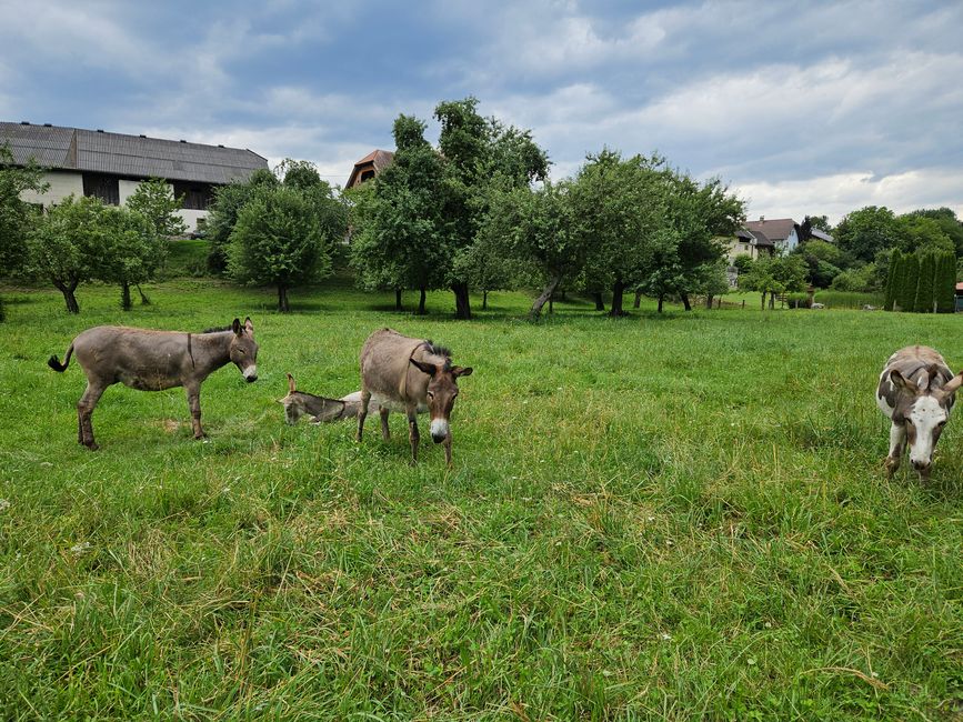 Nice herd of donkeys on the way to Villach
