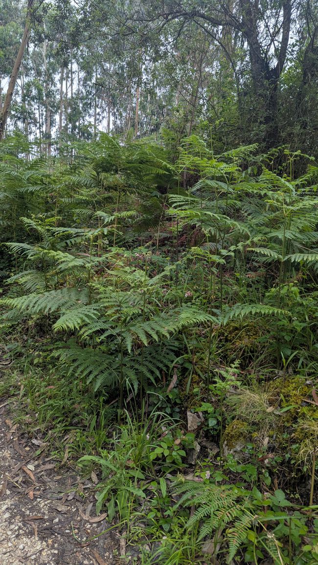 13. Stage Camino del Norte from Barro to Camango