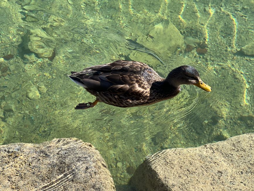 📍Walchensee