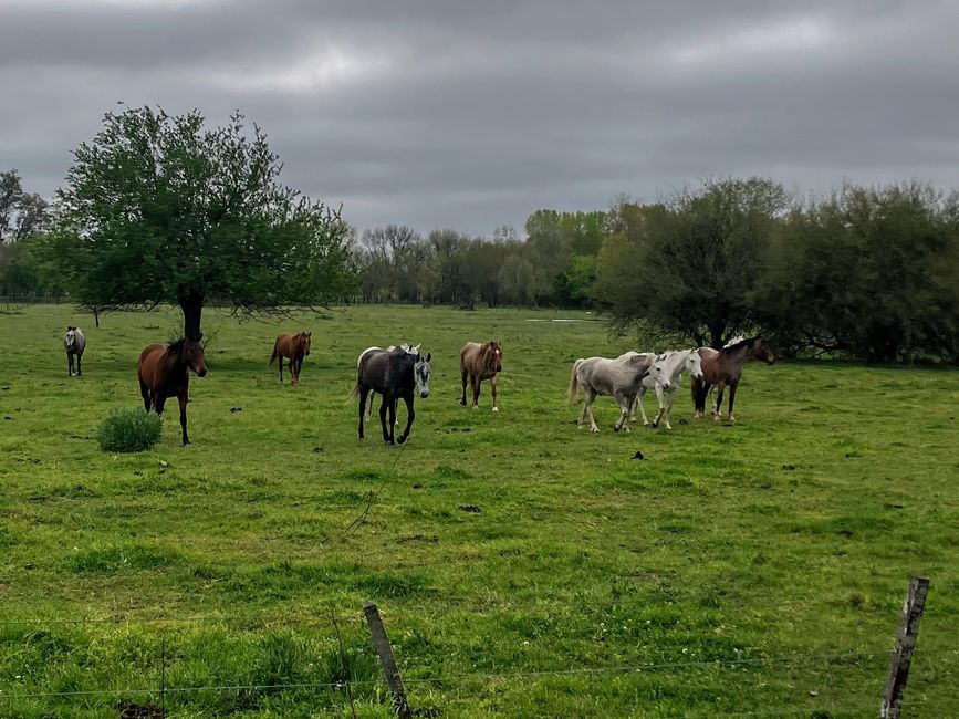 San Antonio de Areco - Auf den Spuren der Gauchos