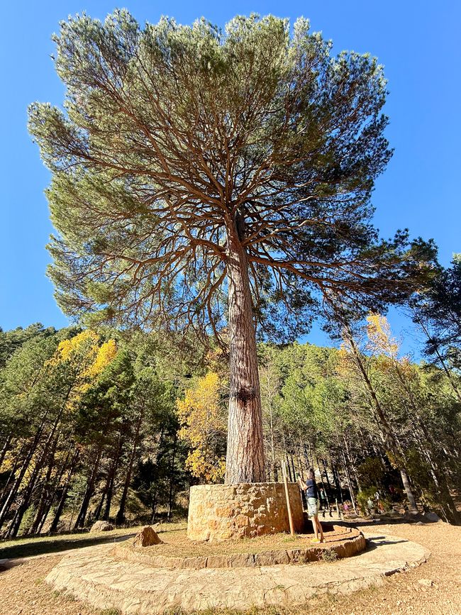 À côté de cet arbre, Icke n'est qu'un nain.