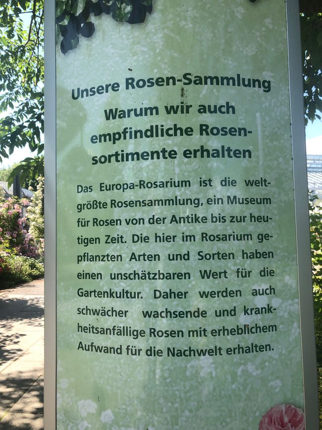 Rose magic in Sangerhausen