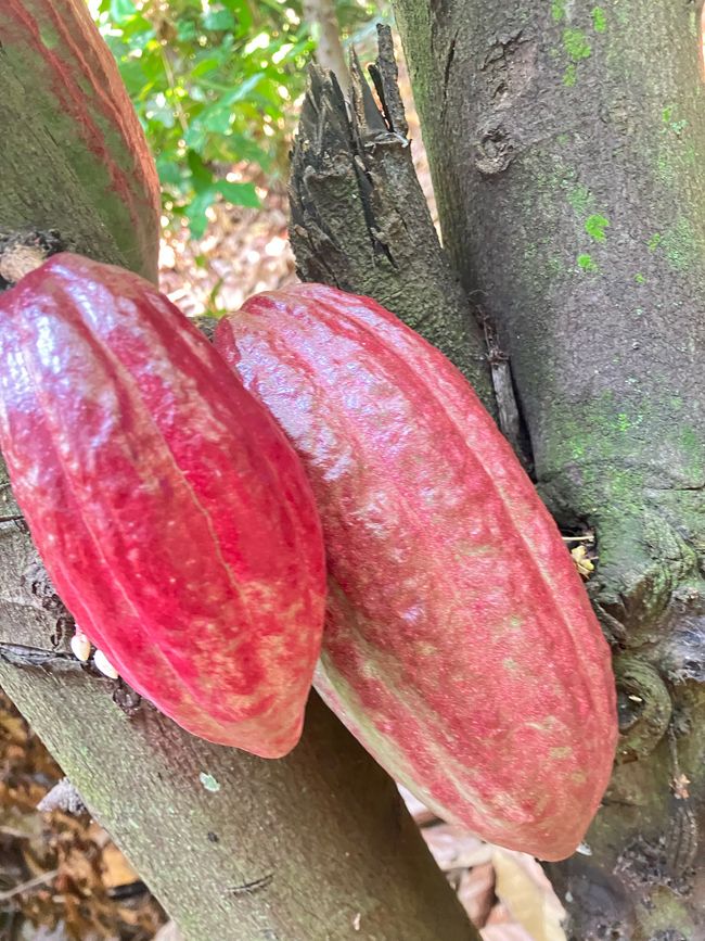 Schimpansen im Kalinzu Forest und Twin Lakes