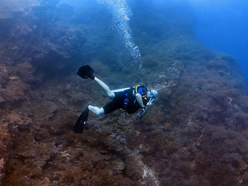 Eine Woche Tauchsafari mit der MV Bavaria 