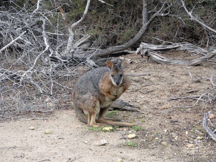 Kingscote - Victor Harbor - Hahndorf