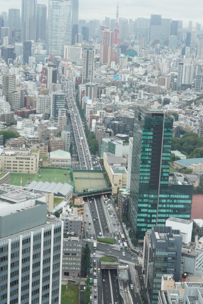 Shibuya y Sumo