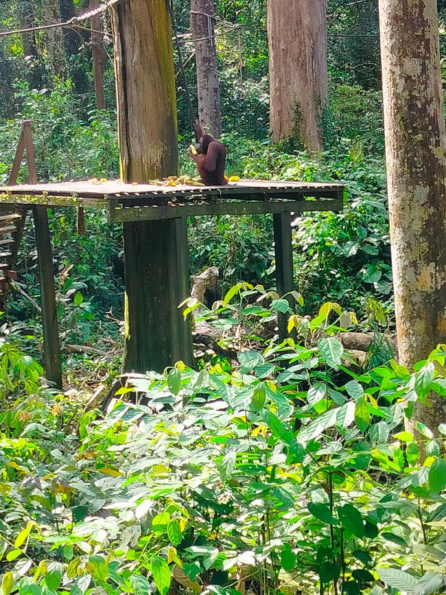 Sepilok - Sanctuaire des Orang-outans et des ours de soleil