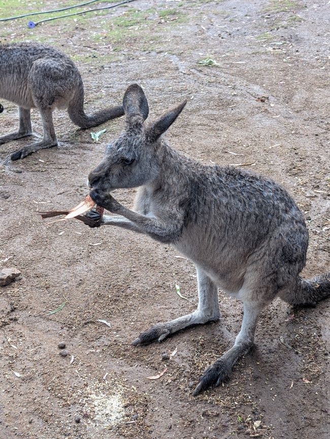 Canguro