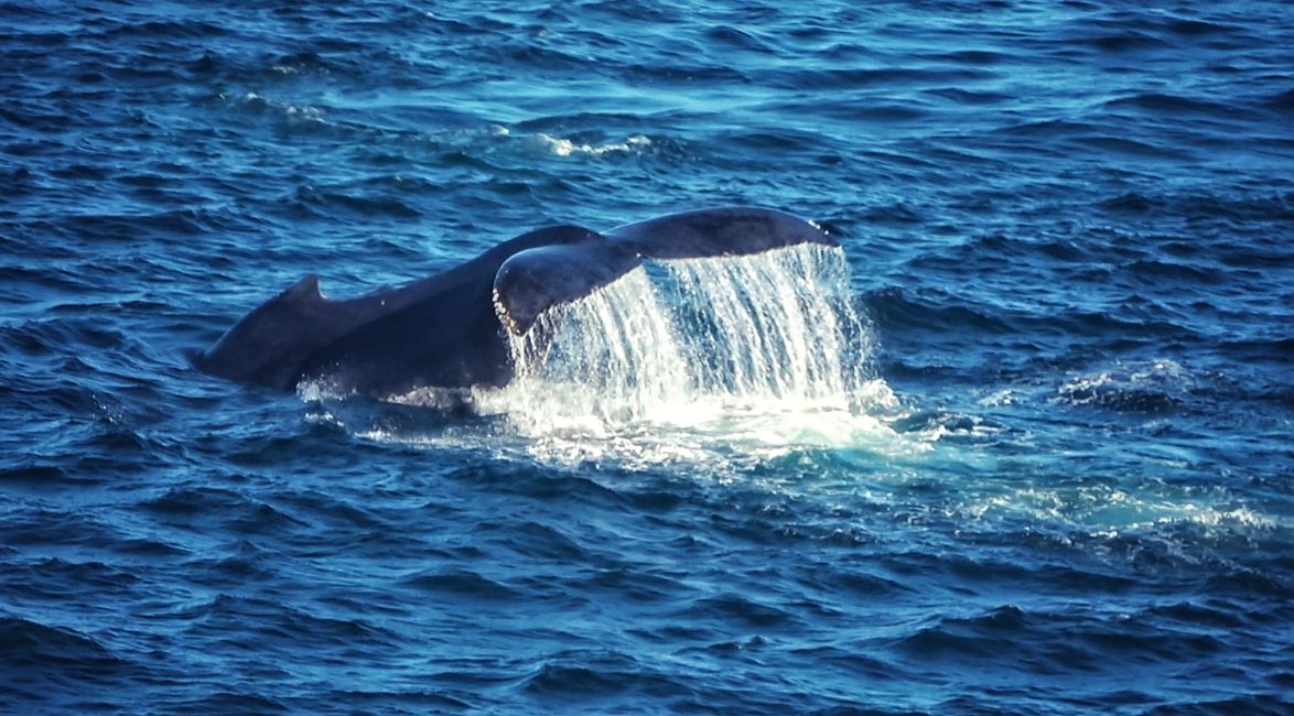 Humpback whales off Hawaii