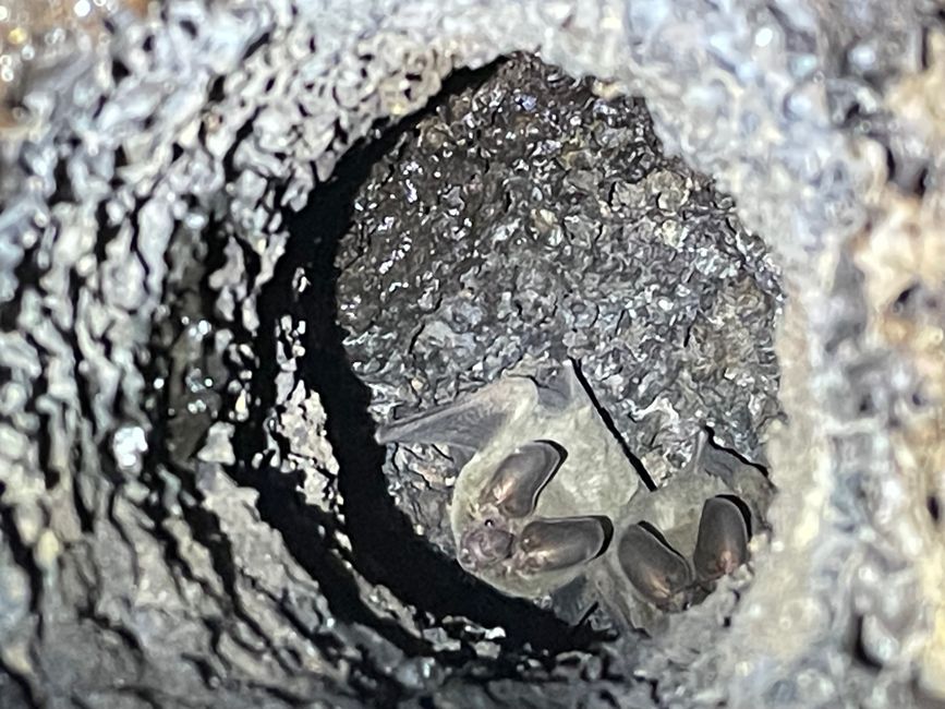 Fledermäuse im hohlen Bambusrohr