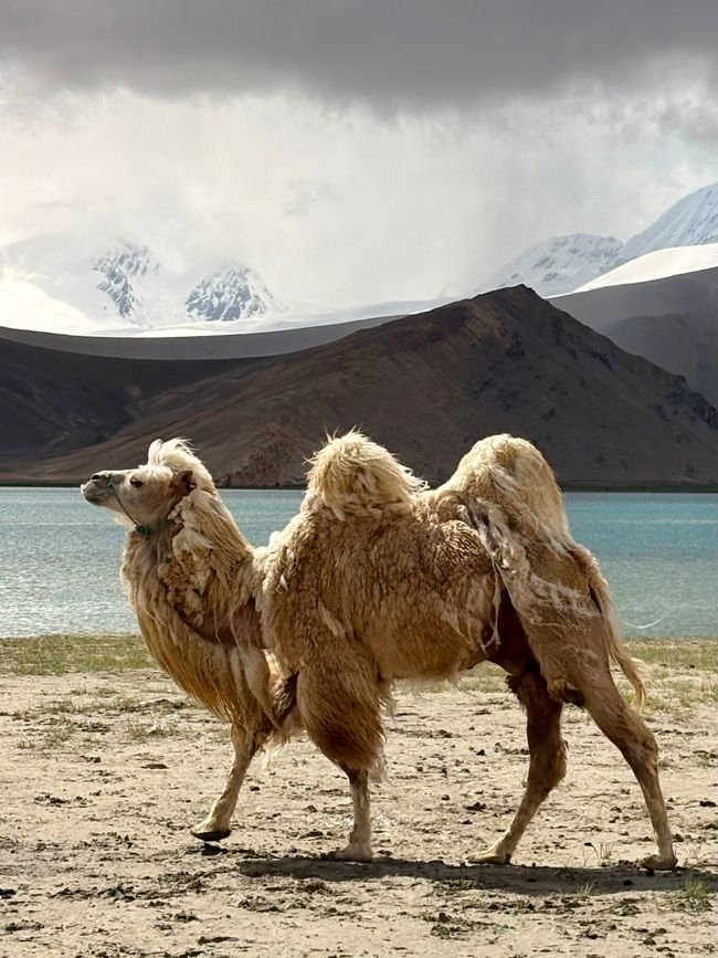 Tashkurgan تاشقورغان بازىرى / Sarikol تاشقۈرغان بۇزۇر / Shitoucheng 石頭城