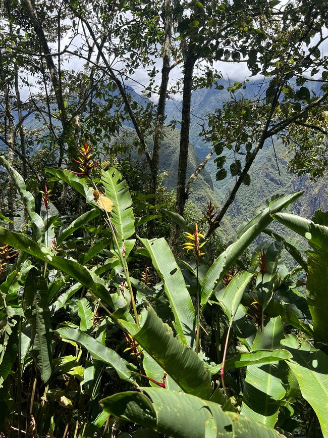 👷‍♂️标签 31-1 (3.11.) 马丘比丘，登上惠纳比丘山