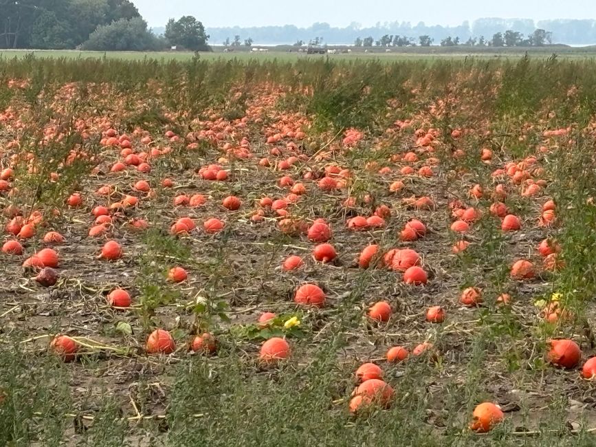 Vom Darß nach Wismar 
