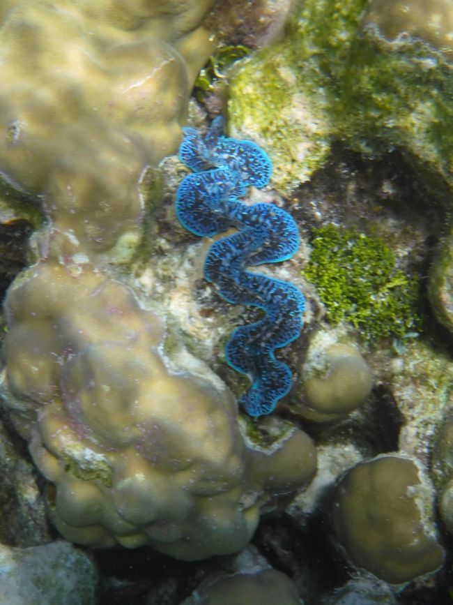 2025-04-30 Raiatea and Taha'a